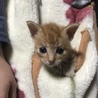 里親決定しましたので募集を終了させていただきます。 サムネイル6