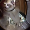の写真