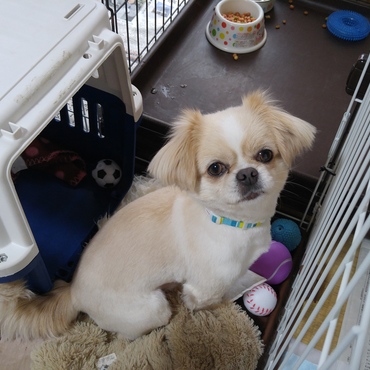 しろちゃんの写真