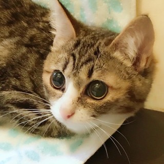 里親さま決定❣️