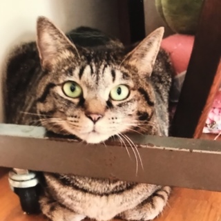 とっても人懐こい♩りんごちゃん エイズ・白血病陰性