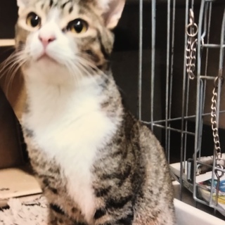 人馴れしています♪ 2歳オス  エイズ・白血病陰性