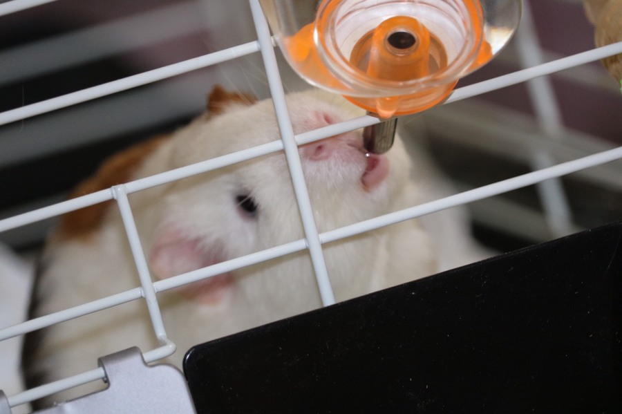 モルモット♂里親様決定しました。 サムネイル1