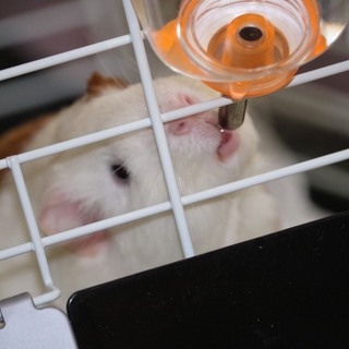 モルモット♂里親様決定しました。