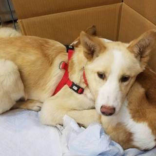 この子を助けてください。