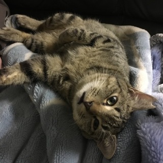 キジ柄の男の子 ★ 去勢済み ★ 元気な子です！