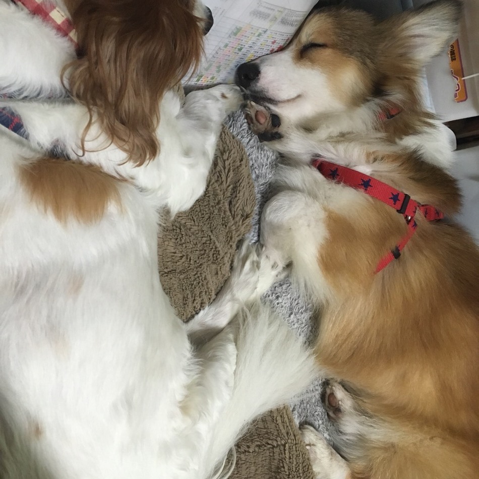 リティのカバー写真