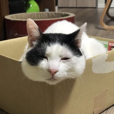 ぶー太郎の写真