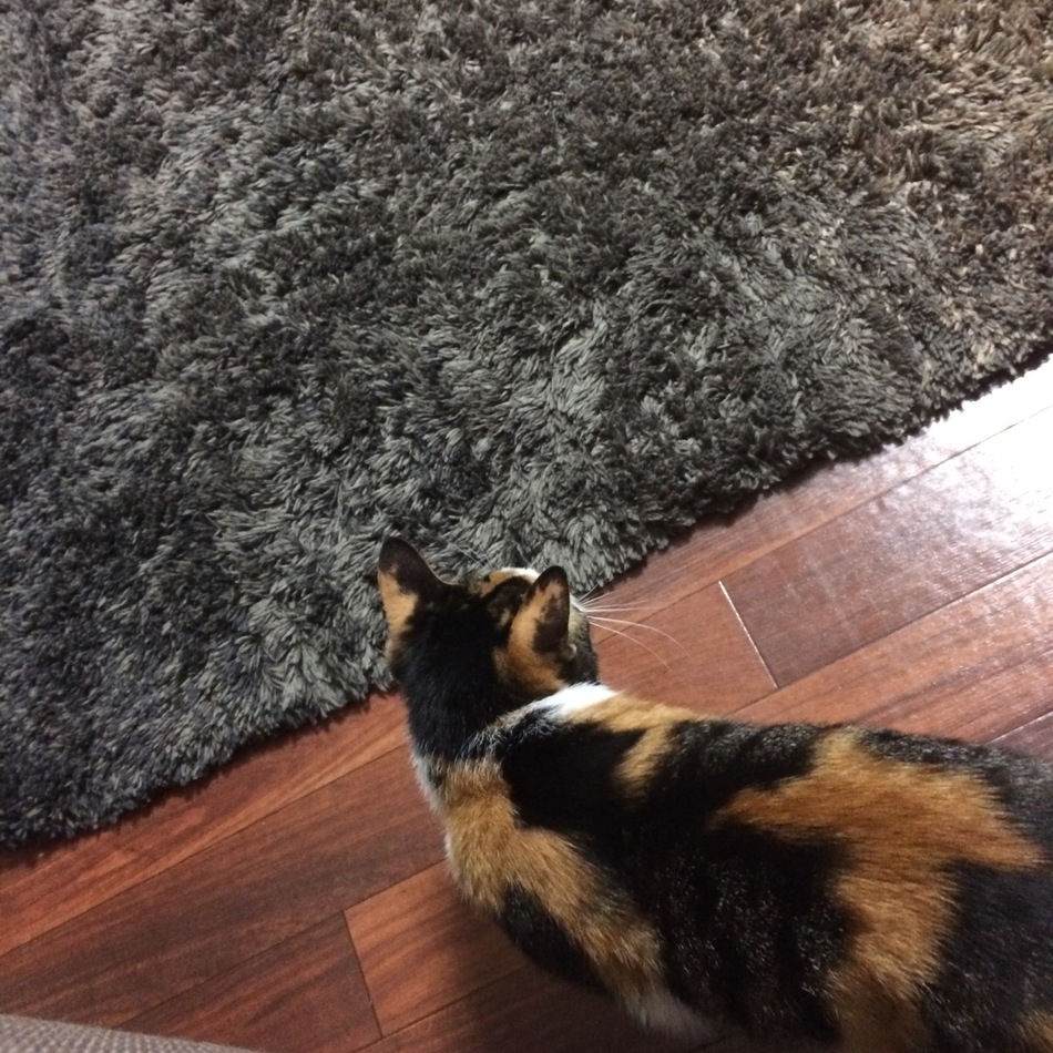 みーこのカバー写真