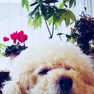 小型 トイプードル 里親さん募集 