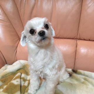 現在トライアル中です