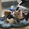 chai5kun