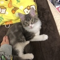 おっとり男の子のにゃどるふ君
