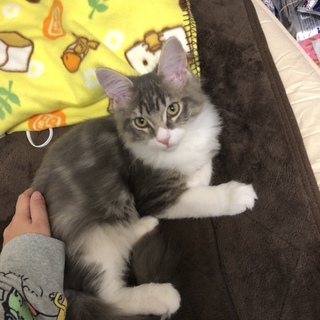 おっとり男の子のにゃどるふ君