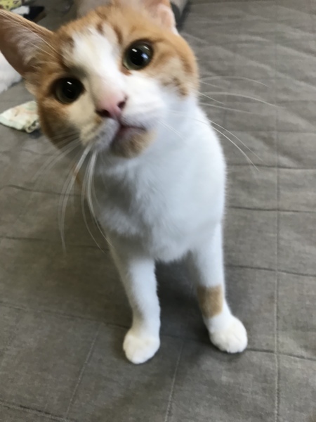 生後8ヶ月の家猫の男の子」滋賀県 - 猫の里親募集(196692 