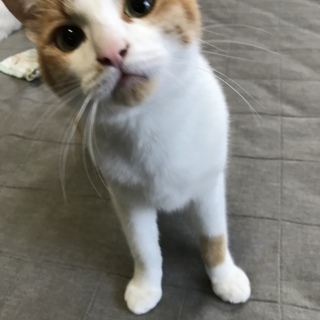 生後8ヶ月の家猫の男の子です。（兄弟います）