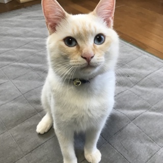 生後8ヶ月の元気な子です。（兄弟猫います）