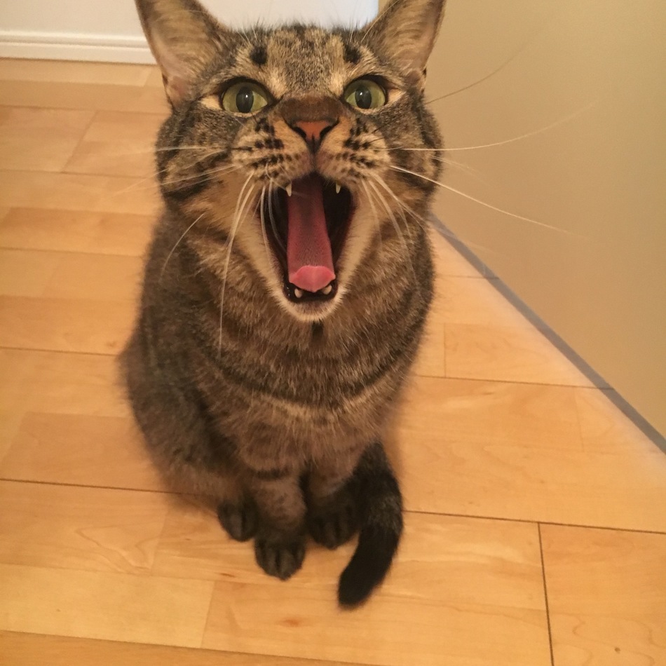 ふぁみまあいだほすぺしゃるのカバー写真