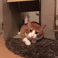 金太郎