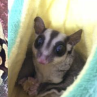 フクロモモンガ♀里親さん決まりました