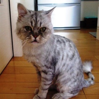 ポチくん 推定5才 長毛ペルシャの男の子