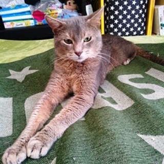 レイくん（ アビシニアンブルー）オス、推定4〜5歳
