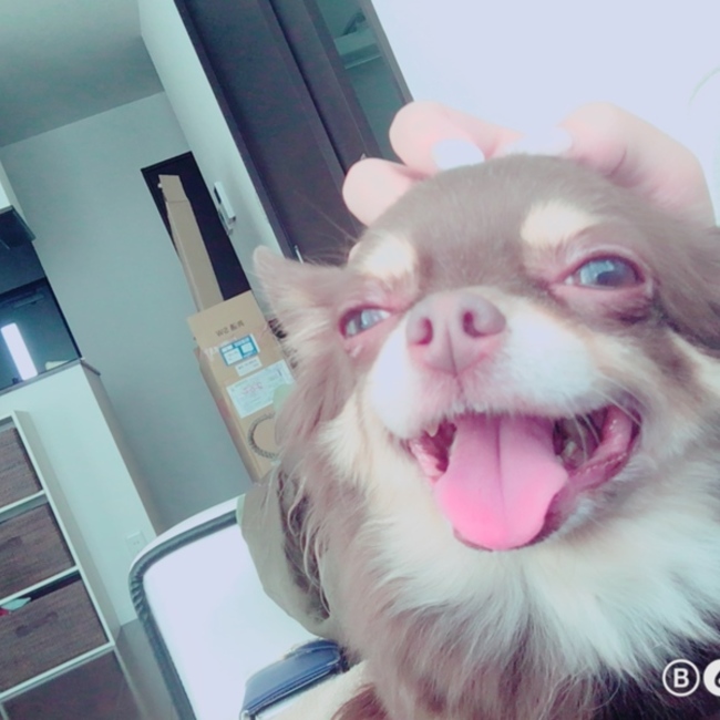 もちゃ1203のカバー写真