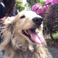 バニラ