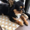 里親募集中です。
