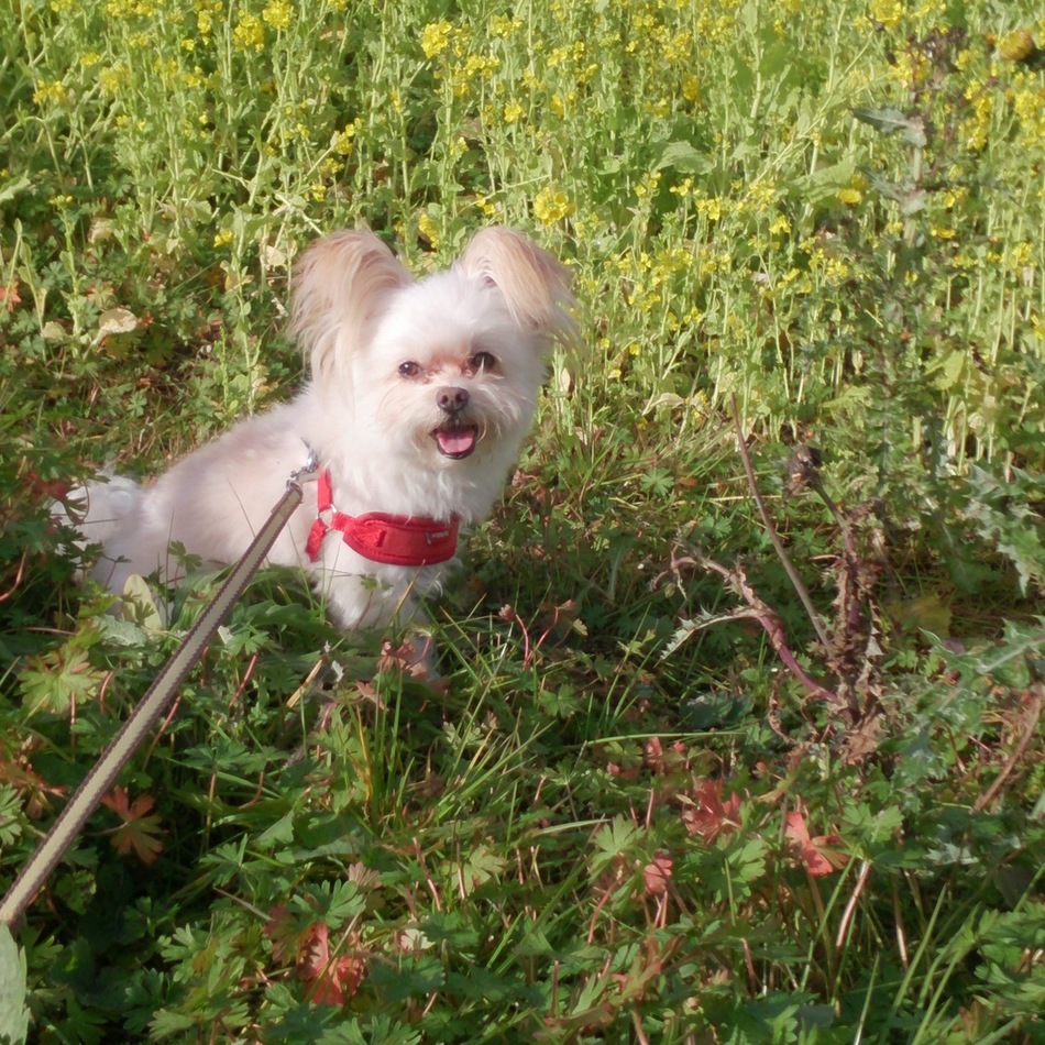 アロハのカバー写真