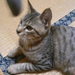 大きくなっちゃったけどまってるにゃん！☆