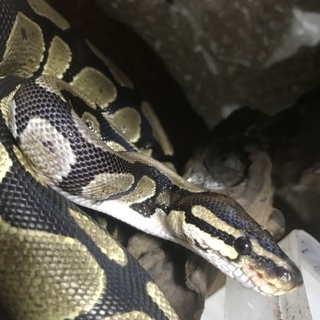 ボールパイソンです。