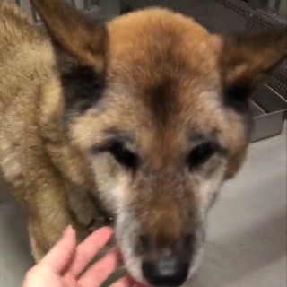 飼主さんのお迎えがありました！有り難うございました