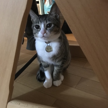 椅子の下にこっそり