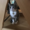 椅子の下にこっそり