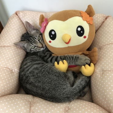 フッピーと一緒