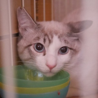 猫カフェみーちゃみーちょに行くことになりました！