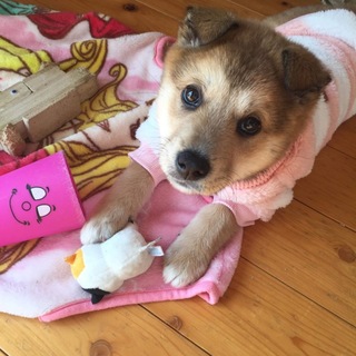 保健所より保護＊生後約3ヶ月雑種女の子