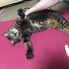 の写真