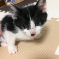 ！！里親さん募集中です！！