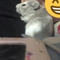 モルモット 子供 里親さん募集