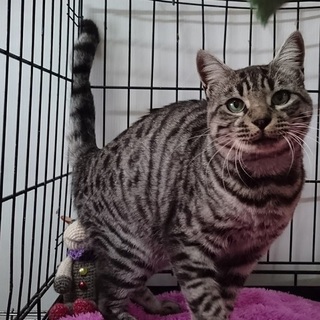 ☆お外でレスキューしました　大型キジトラ男の子☆