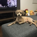 2歳前のプードル(男の子)