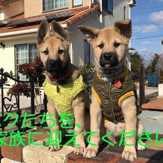 保健所より保護＊生後約4ヶ月半雑種男の子(写真右)