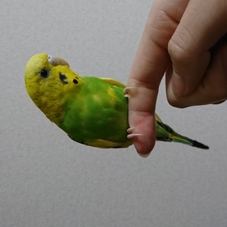 セキセイインコ♀