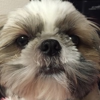 たまご