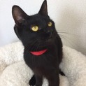 ６カ月 肩乗り猫？人が大好き黒猫♀ジョナちゃん