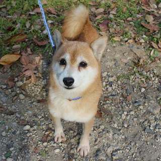 可愛い柴犬の女の子です♪