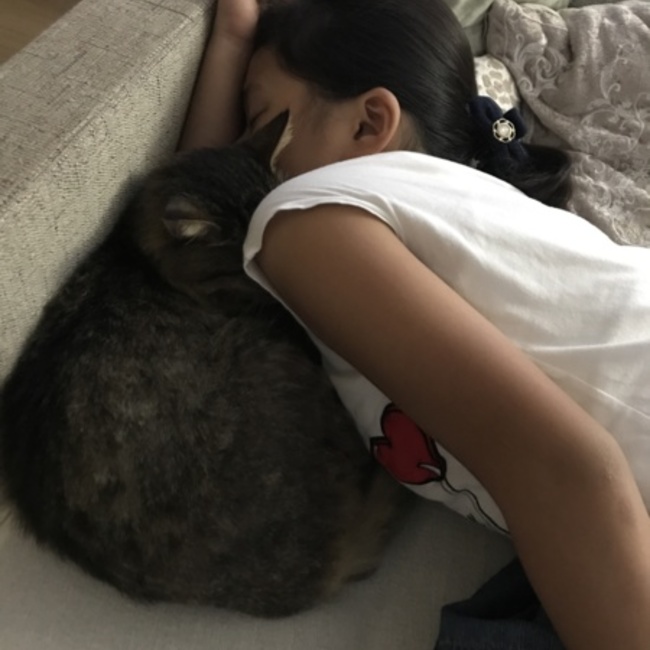 キジちびのカバー写真
