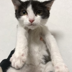 2月3日(土)に愛知県豊川市で譲渡会！